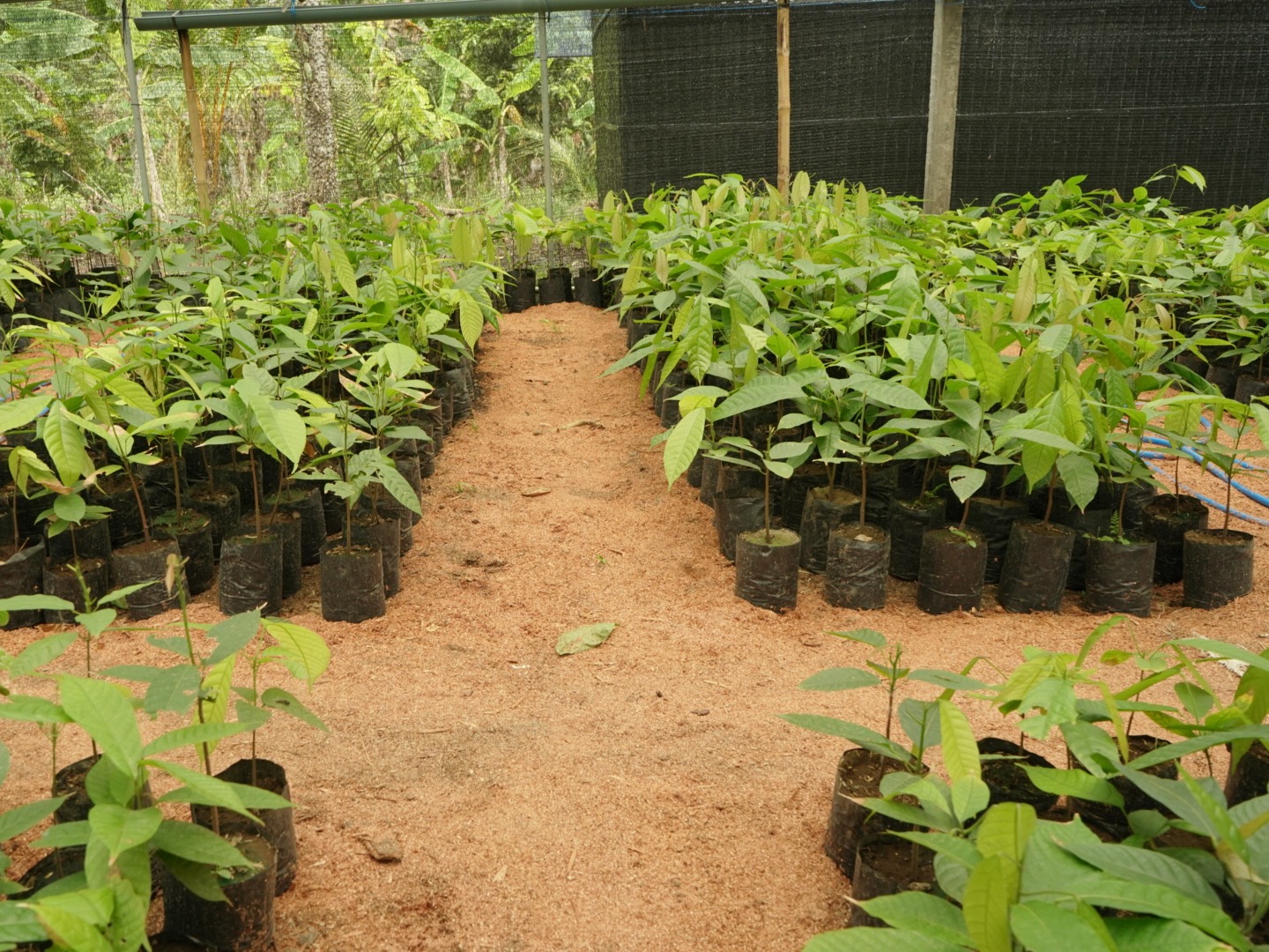 Wisata Yehembang Kangin